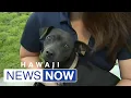 Looking to adopt a furry friend Oahu now has its second humane society location