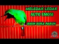 Auto Emosi | Pancingan Cucak Ijo Gacor ngentrok