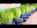 Download Lagu No need for a garden, grow napa cabbage right in the yard to provide for the family