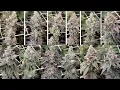 HARVEST DAY Gush Mints crosses and WORLD RECORD PHENO HUNT Week 9 5