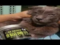Download Lagu Very Funny Random Memes 40