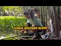 Download Lagu ASIK BAKARAN IKAN DI PINGGIR SUNGAI ll Kompilasi Video Mancing Pusanggala #pusanggala #mancing