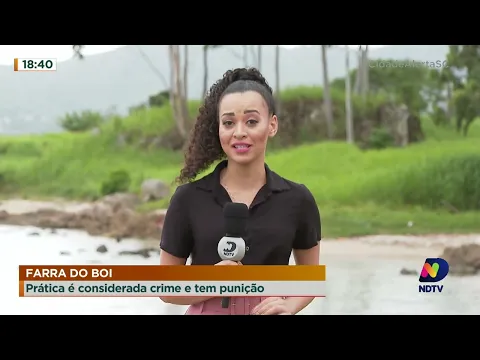 Farra do Boi: prática é considerada crime e tem punição