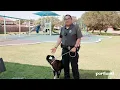 Lost Found Pet Portal Page Animal Care Services in Portland Texas