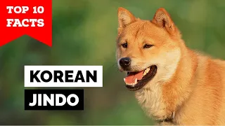 Korean Jindo - Top 10 Facts