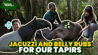 mandai monthly our tapirs cant seem to resist a good belly rub 