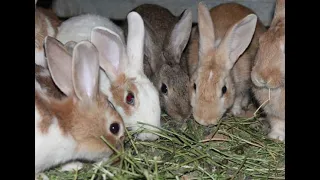 تربية الأرانب علي الارض دكتور ارنبsh 
