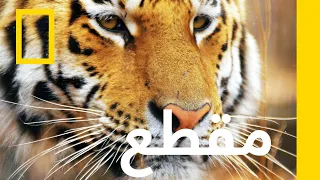 الببر السيبيري ببر آمور المملكة السري ة ناشونال جيوغرافيك أبوظبي 