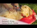Canine Health Minute Massaging Your Dog