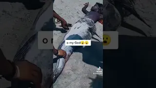 حورية بحر حقيقية    دندنها