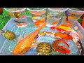 Download Lagu Unboxing Ikan Hias Warna Warni, Ikan Cupang, Ikan Koi, Ikan Koki, Ikan Lele, Ikan Guppy, Ikan Gurame