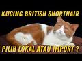 Download Lagu KUCING BRITISH SHORTHAIR, LEBIH BAGUS IMPORT ATAU LOKAL ?