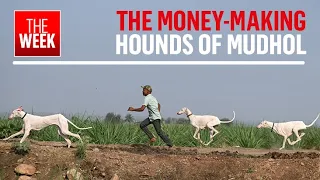 Download Mudhol hounds: The sharp- sighted desi dogs | THE WEEK MP3