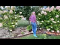 Download Lagu Planting Mirjam Globe Cedars🌳 and Cutting Limelight Hydrangeas for Bouquets 💐 and Drying!