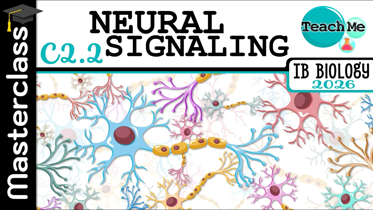(C2.2) - Neural Signalling - IB Biology (SL/HL)