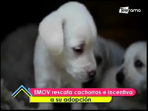 EMOV rescata cachorros e incentiva a su adopción