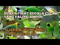 Download Lagu SUARA PIKAT BURUNG RIBUT DI HUTAN PALING AMPUH DAN TERBUKTI 💯 %