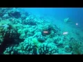 Clownfish bites shark