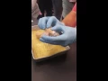 Sheep Brain Dissection