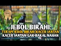 Download Lagu SUARA PANCINGAN BURUNG KACER AGAR CEPAT BUNYI DAN GACOR | KICAUAN KACER AMPUH
