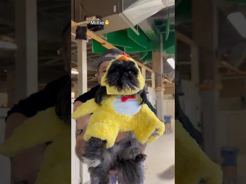 Picking up the smallest Chickens at dog daycare!