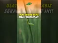 Download Lagu Basmi Ulat Grayak pada Bawang Merah