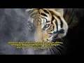 Download Lagu story wa macan putih🙏