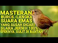 Download Lagu Masteran Burcil Langka – Suara Emas yang Susah Dicari | Efeknya Sulit Dibantah #masteranburcil 