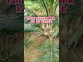 Download Lagu ini pupuk yang cocok untuk sawit tbm