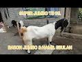 Download Lagu Materi hari ini. BABON JUMBO HAMIL 3BULAN \u0026 JEMOKO CALON GANTENG. free Ongkir Sepulajawa 