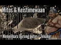 Download Lagu Mitos \u0026 keistimewaan memelihara Burung puter / Burung Tekukur