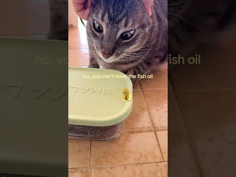 meet my stupid cat Sushi