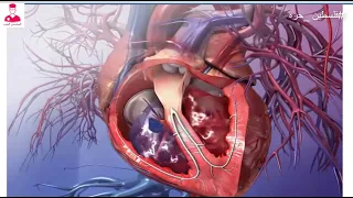 القلب مسار الدم داخل القلب 