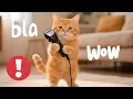Download Lagu The Orange Cat’s Love That Turned Into Tragedy#cat #funny #cute 
