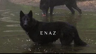 ارشيف شيلات الذيب يطلع ذيب دامه ولد ذيب تبطيئ مميز 