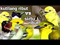 Download Lagu suara kutilang ribut.... kombinasi sirtu/cipoh super ribut pikat terampuh 2022