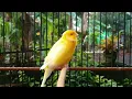 Apakah burung kenari Anda diam saja⁉️🤫 Coba UMPAN AJAIB ini selama 5 menit!