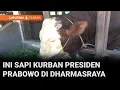 Download Lagu Sapi Kurban Presiden Prabowo di Dharmasraya | Liputan 6 Padang