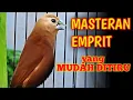 Download Lagu masteran burung emprit kaji gacor isian suara burung kenari
