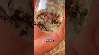 فكرة عبقرية للتخلص من عش الدبابير شاهد مدى فعاليتها Shorts 