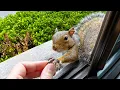 Befriending this squirrel is healing my grief