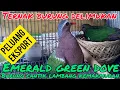 Download Lagu BURUNG PUNAI TANAH EMERALD GREEN DOVE, BERHASIL DITERNAK #dhepawiro #pawirodoro #ternakburung
