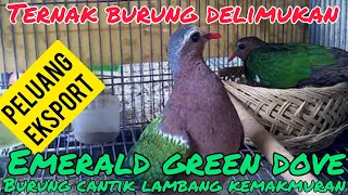 Download BURUNG PUNAI TANAH EMERALD GREEN DOVE, BERHASIL DITERNAK #dhepawiro #pawirodoro #ternakburung MP3