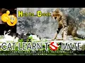 kucing belajar kawin || cat learns to mate