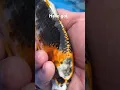 Download Lagu These Kujakus koi fish have got some nice shine to them #fish #shorts #koi #quality #kujaku