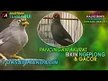 Download Lagu PANCINGAN POKSAY MANDARIN AGAR CEPAT BUNYI DI PAGI HARI FULL 1 JAM NONSTOP!