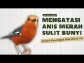 Download Lagu MACETAN PASTI NYAUT | ANIS MERAH GACOR INI 100% JITU UNTUK PANCINGAN ANIS MERAH MACET BIAR BUNYI |14