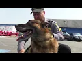 Ocean County Sheriff s Office to retire K-9s trained to detect marijuana