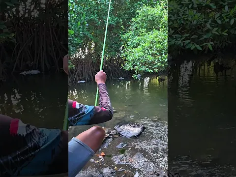 Mancing di spot muara #shortvideo #mancing #fishing #asalmancing