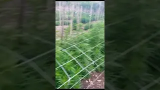 Montego Bay Jamaica Weed Farm Tour